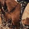 Rodeo Chaps Everything You Need to Know