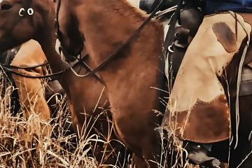 Rodeo Chaps Everything You Need to Know